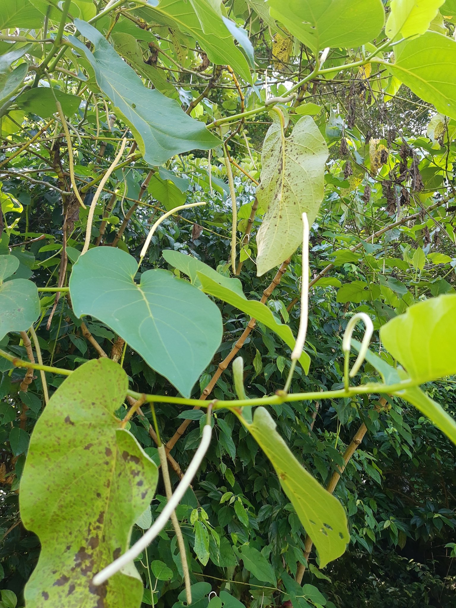 Piper auritum